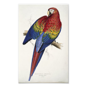 Impression Photo Illustration de Macaw Edward Lear rouge et jaune