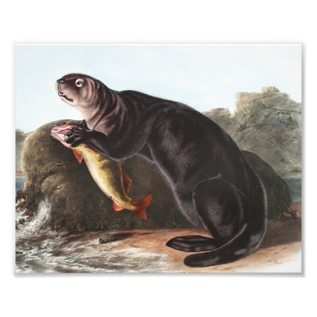 Impression Photo Illustration de Sea Otter (Marina Enhydra) (Devant)