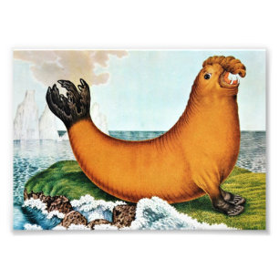 Impression Photo Illustration d'éléphant de mer (Zotl)