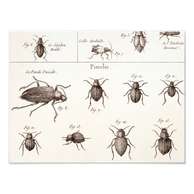 Impression Photo Illustration des insectes des insectes des années  (Devant)