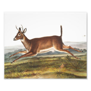 Impression Photo Illustration du cerf à queue longue (Cervus leucur
