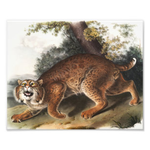 Impression Photo Illustration du chat sauvage américain (Lynx rufus