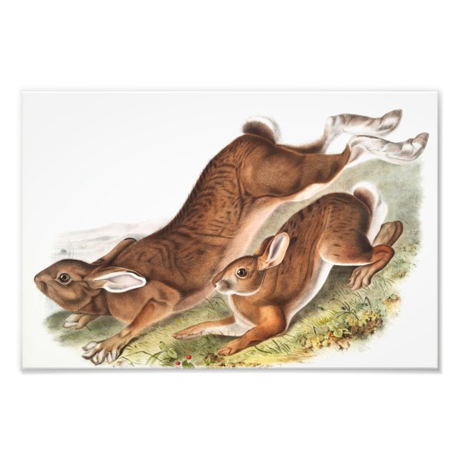 Impression Photo Illustration du lièvre du Nord (Lepus Americanus) (Devant)