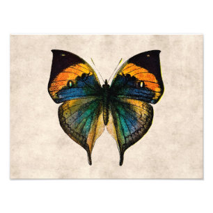 Impression Photo Illustration du papillon vintage des années 1800