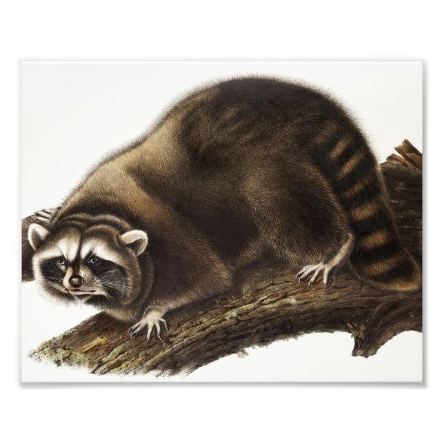Impression Photo Illustration du raton laveur (Procyon lotor) (Devant)