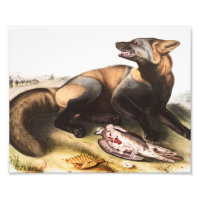 Illustration du renard croisé américain (Canis vul