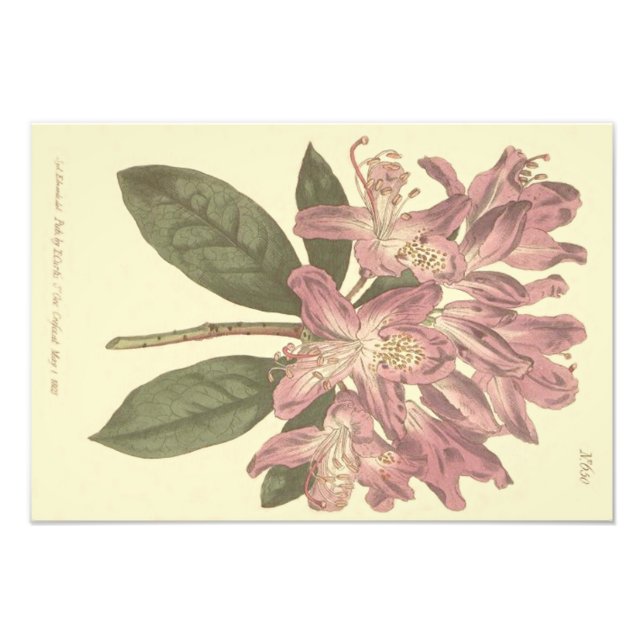 Impression Photo Illustration du Rhododendron pourpre (Devant)
