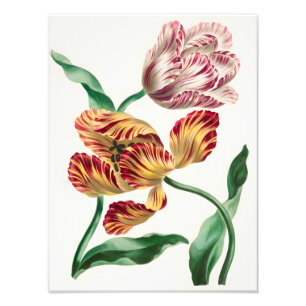 Impression Photo Illustration florale élégante de tulipe