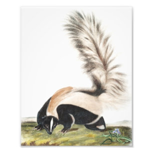 Impression Photo Illustration LargeTail Skunk Mephitis macroura