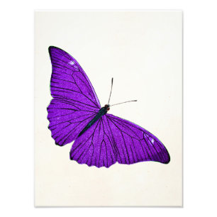 Impression Photo Illustration pourpre foncée de papillon de 1800s