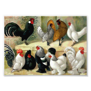 Impression Photo Illustration vintage de "coqs nains"
