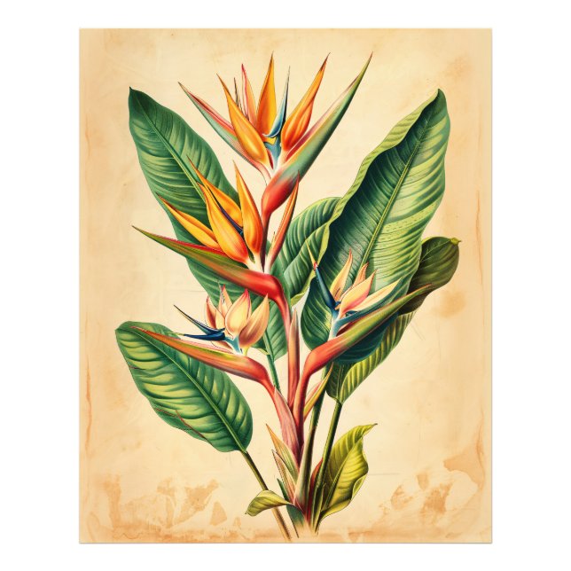 Impression Photo Illustration vintage de l'oiseau du paradis (Devant)