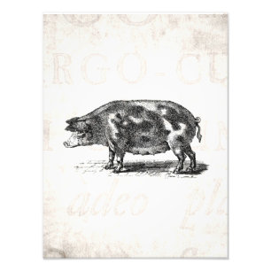 Impression Photo Illustration vintage de porc sur vieux papier 1800