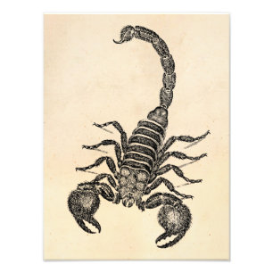 Impression Photo Illustration vintage du 19e siècle du Scorpion - S