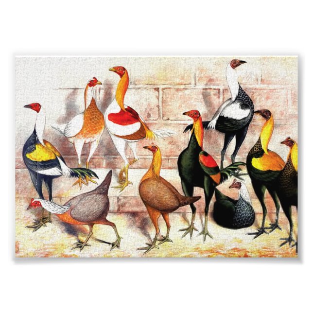 Impression Photo Illustration Vintage "Game Bantams" (Devant)