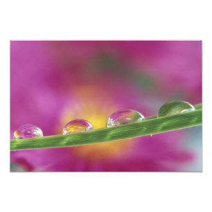 Impression Photo Image d'asters formés dans des gouttelettes d'eau