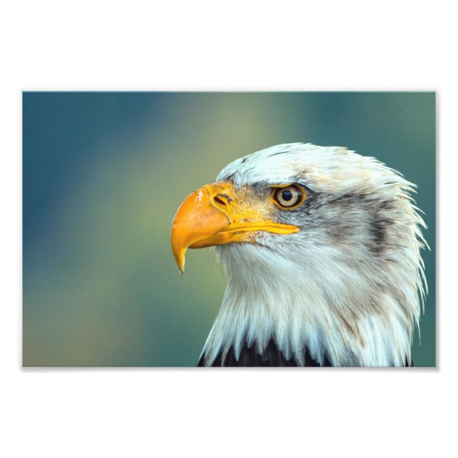 Impression Photo Image de l'aigle (Devant)