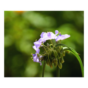 Impression Photo Image de macro montrant la fleur de l'araignée