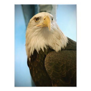 Impression Photo Image d'oiseau