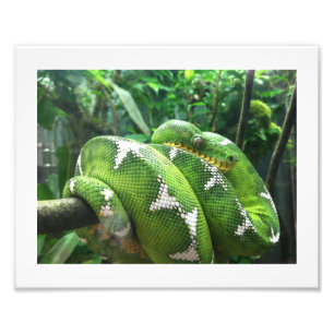 Impression Photo Image du serpent