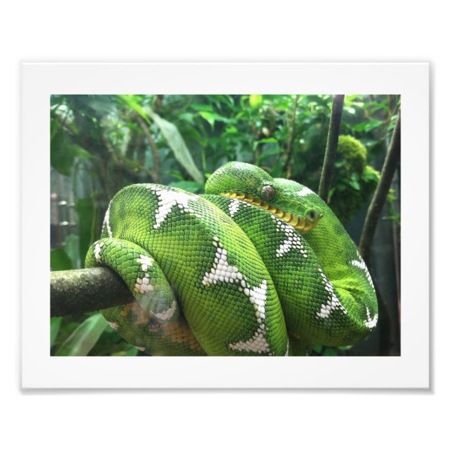 Impression Photo Image du serpent (Devant)
