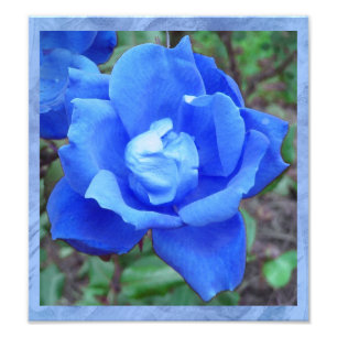 Impression Photo Imaginaire Blue Rose Digital Print Wall Art