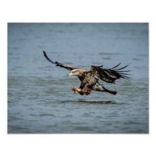 Impression Photo Immature Bald Eagle plongée pour un poisson