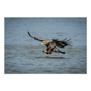 Impression Photo Immature Bald Eagle plongée pour un poisson