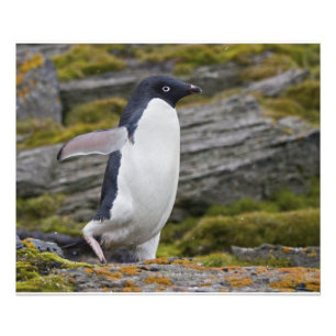 Impression Photo Imprimer Adelie Penguin