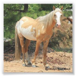 Impression Photo Imprimer Mustang Espagnol Sauvage