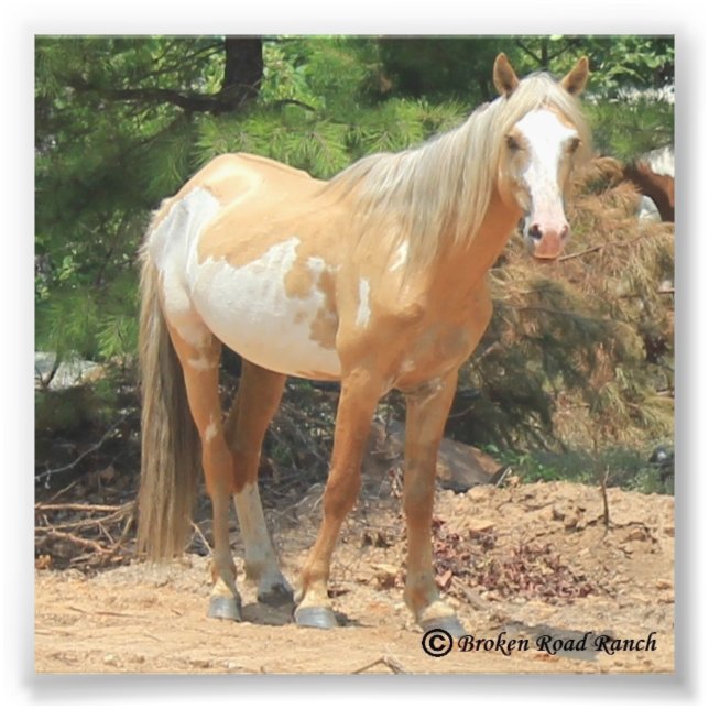 Impression Photo Imprimer Mustang Espagnol Sauvage (Devant)