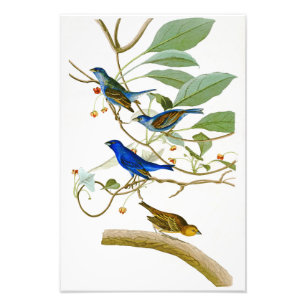Impression Photo Indigo Bunting John James Audubon Oiseaux d'Amériq