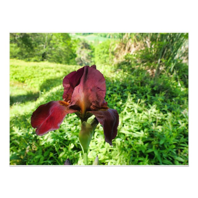 Impression Photo Iris à poils (Devant)
