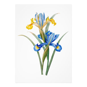Impression Photo Iris d'Espagne par Pierre-Joseph Redouté
