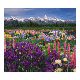 Impression Photo Iris et Lupine jardin et Teton Range,