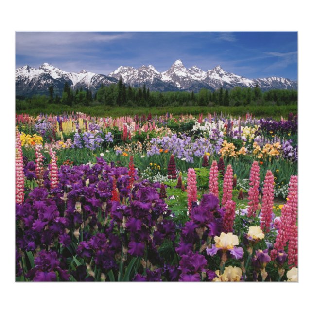 Impression Photo Iris et Lupine jardin et Teton Range, (Devant)
