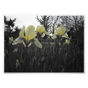 Impression Photo Iris jaunes