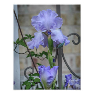 Impression photo Iris violet