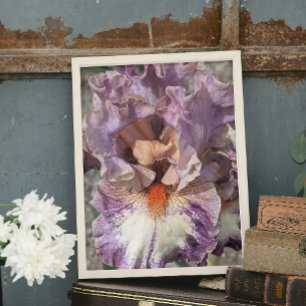 Impression Photo Iris violet et blanc avec barbe orange Floral