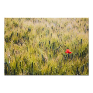 Impression Photo Italie, Toscane, Coquelicot solitaire dans le blé 