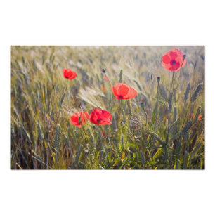 Impression Photo Italie, Toscane, Coquelicots d'été et blé en
