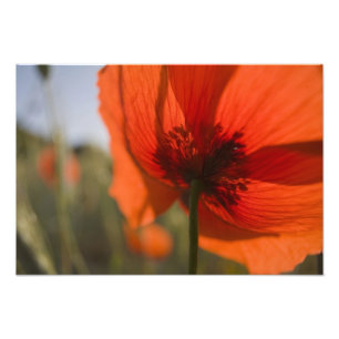 Impression Photo Italie, Toscane, tartes d'été en Toscane