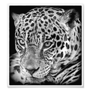 Impression Photo Jaguar exotique