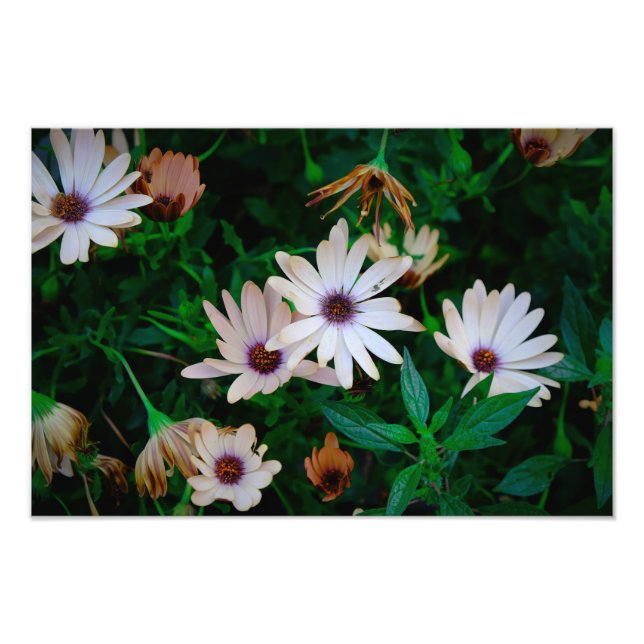 Impression Photo Jardin (Devant)
