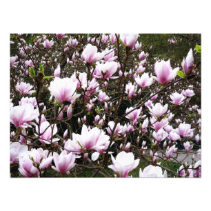 Impression Photo Jardin de Magnolia