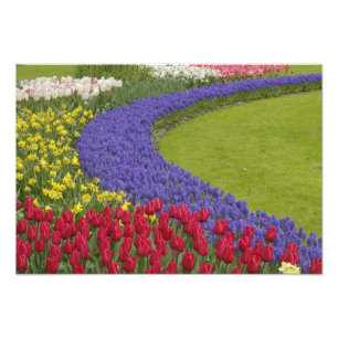 Impression Photo Jardin de Tulip et de Grape Hyacinth et daffodil,