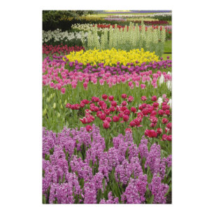 Impression Photo Jardin de tulipes, de jonquilles et de jacinthes