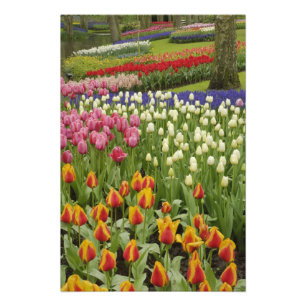 Impression Photo Jardin de tulipes et de jacinthes, jardins de Keuk