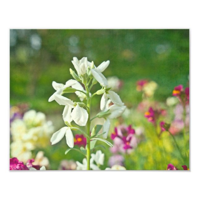 Impression Photo Jardin des parfums (Devant)