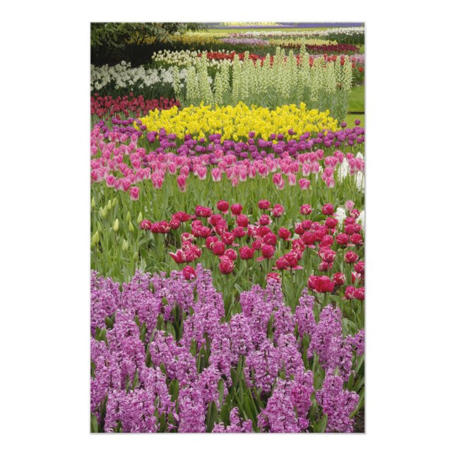 Impression Photo Jardin des tulipes, des jonquilles et des jacinthe (Devant)